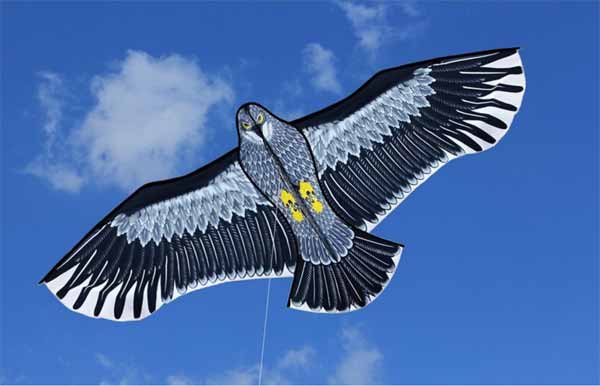 eagle shape kite - ChinaArtlover